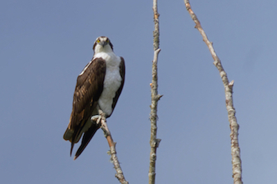 Osprey branch